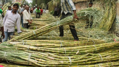 Yogi govt makes record payment to cane growers Yogi govt makes record payment to cane growers