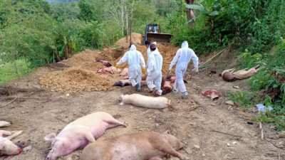 Over 5,000 pigs die of African Swine Fever in Mizoram Over 5,000 pigs die of African Swine Fever in Mizoram