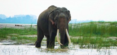 Assam to create nine elephant corridors Assam to create nine elephant corridors