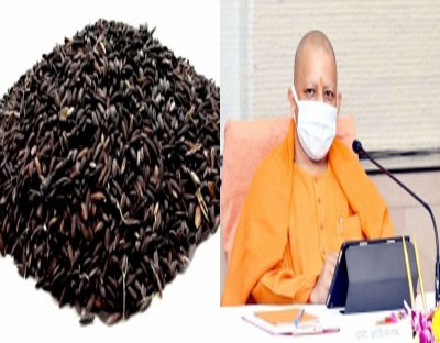 'Kala namak' rice brings accolades for Yogi govt 'Kala namak' rice brings accolades for Yogi govt