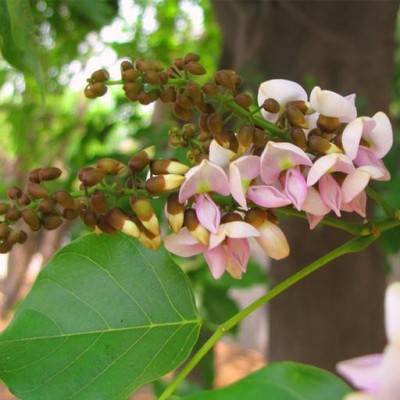 Forest produce becoming means of livelihood in rural Jharkhand