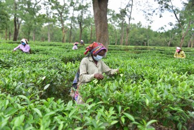 Assam tea gets record prices at 1st mjunction special auction Assam tea gets record prices at 1st mjunction special auction