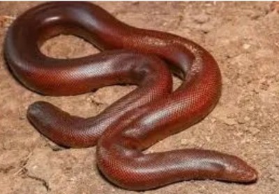4 held with snake worth Rs 2.5 crore 4 held with snake worth Rs 2.5 crore