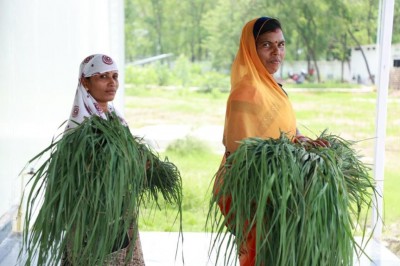 Farmers in paddy-dependent Chhattisgarh wake up and smell the lemongrass Farmers in paddy-dependent Chhattisgarh wake up and smell the lemongrass