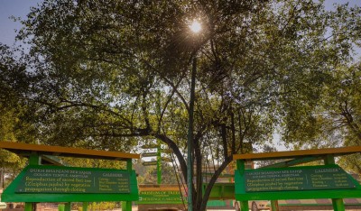 Museum of Trees curator wants Central Vista landscape with sacred trees Museum of Trees curator wants Central Vista landscape with sacred trees