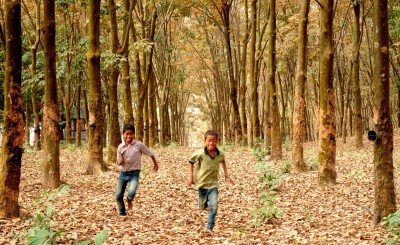 Assam, Tripura's top mission to promote commercial cultivation of Agar Assam, Tripura's top mission to promote commercial cultivation of Agar