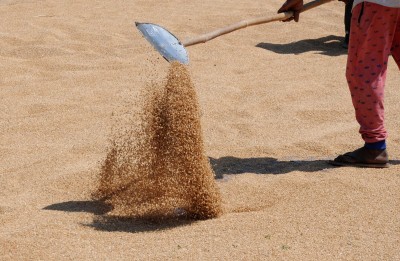 Wheat procurement in Himachal clocks record 1L quintal