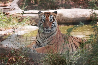 B'desh arrests poaching suspect believed to have killed 70 tigers B'desh arrests poaching suspect believed to have killed 70 tigers