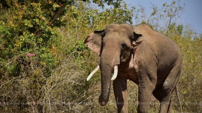 Mudumalai expert panel to decide on tusker Rivaldo's release into forest