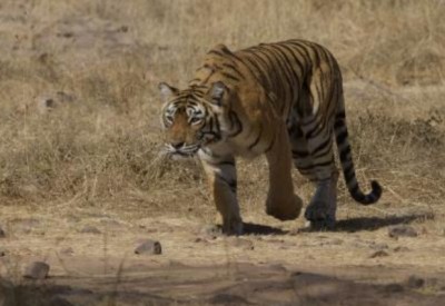 Tigress rescued from abandoned UP factory Tigress rescued from abandoned UP factory