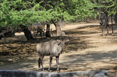 Assam gets sixth national park, another to come up Assam gets sixth national park, another to come up