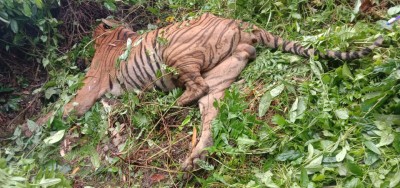 Royal Bengal Tiger killed in Assam Royal Bengal Tiger killed in Assam