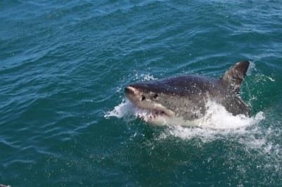 Sharks went nearly extinct 19 million years ago: Study Sharks went nearly extinct 19 million years ago: Study