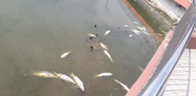 Drop in oxygen level kills hundreds of fish in Guwahati pond Drop in oxygen level kills hundreds of fish in Guwahati pond