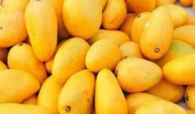 'Kisan Rail' carrying mangoes chugs to Delhi from K'taka 'Kisan Rail' carrying mangoes chugs to Delhi from K'taka