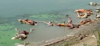 Dead bodies continue to be dumped into the Ganga in Bihar Dead bodies continue to be dumped into the Ganga in Bihar