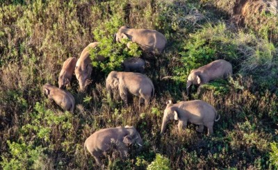 China's migrating elephant herd lingers in township