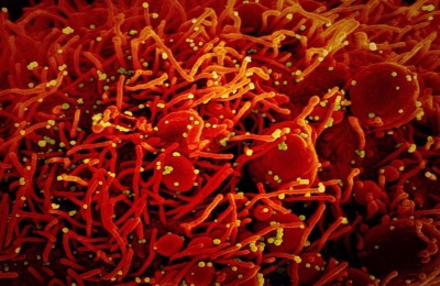 Decoded: How Delta Covid variant is spreading across globe Decoded: How Delta Covid variant is spreading across globe