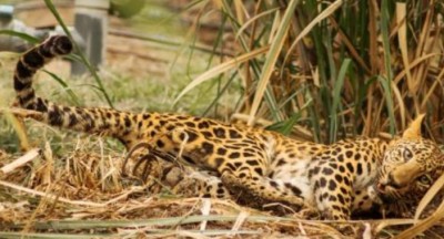 Leopard sighting in densely populated Srinagar area triggers panic Leopard sighting in densely populated Srinagar area triggers panic