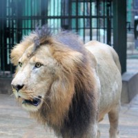 4 lions in Chennai zoo diagnosed with Delta variant of Covid-19