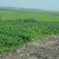 Sale of government lands in Telangana kicks up row