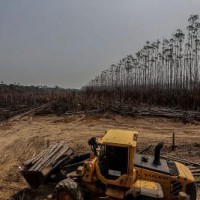 Brazil launches forest concessions studies in Amazon area