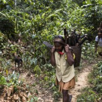 FAO maps threats to indigenous people's food systems