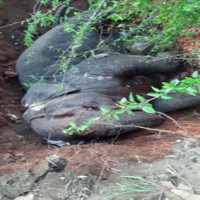 No foul play in 18 wild elephants' death in Assam, says probe panel