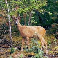 Deer hunted in Valmiki Tiger Reserve in Bihar, 1 held
