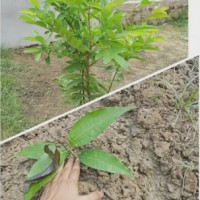 UP to plant 30cr saplings in 2021