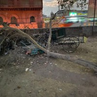 Hundreds of trees chopped off along Yamuna, furore on social media