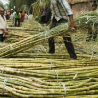Yogi govt makes record payment to cane growers