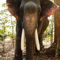 Probe ordered as elephant hired for wedding goes on rampage