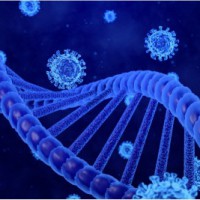 'Europeans, South Asians have different genetic correlations with Covid outcomes'