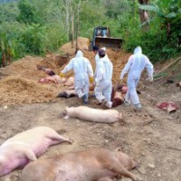 Over 5,000 pigs die of African Swine Fever in Mizoram