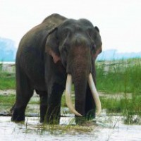 Assam to create nine elephant corridors