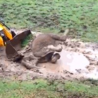 Wild elephant rescued from well in Kerala, but people protest