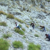 Seeds of Hope: Can bamboo turn this former firing range green again?