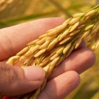 Foodgrains worth Rs 1.6K cr procured in Andhra