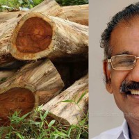 Strict action in Kerala's illegal tree felling: Forest Minister