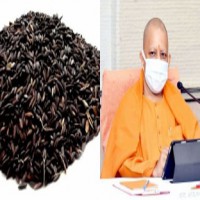 'Kala namak' rice brings accolades for Yogi govt