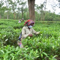 Assam tea gets record prices at 1st mjunction special auction