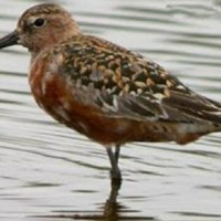 Migratory bird tagged in Mumbai, sighted 4,500-km away in China
