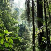 Leading companies respond to biodiversity loss