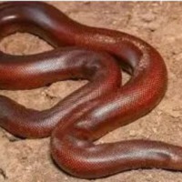 4 held with snake worth Rs 2.5 crore