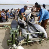 Lakshwadeep commences exporting tuna fish to Japan