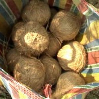 Crude bombs found near BJP office
