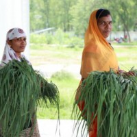 Farmers in paddy-dependent Chhattisgarh wake up and smell the lemongrass
