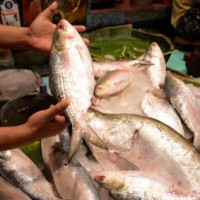 Seafood exports from India see all-round dip in 2020-21
