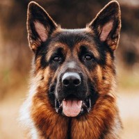 Man arrested for breaking dog's leg in UP's Sitapur